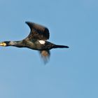 The Cormorant