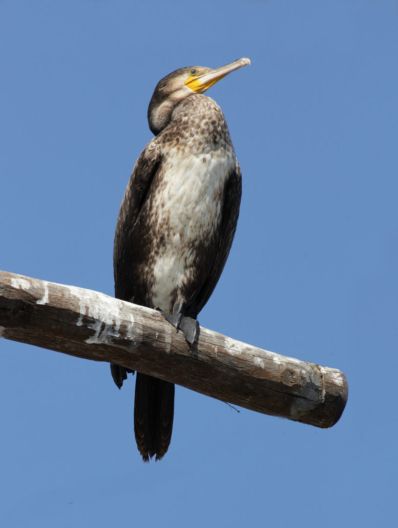 The Cormorant