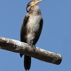 The Cormorant