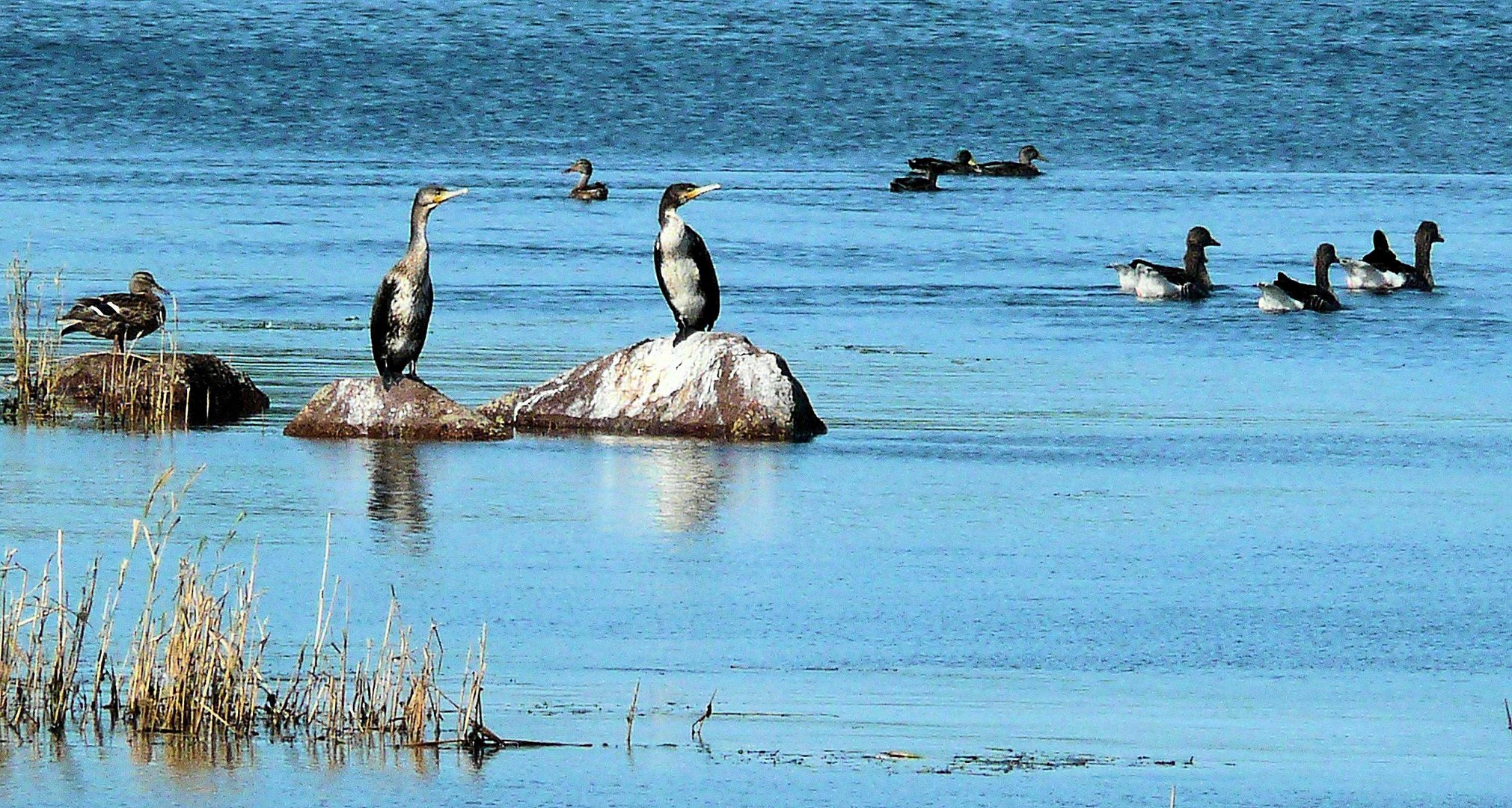 The cormorants are coming