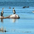 The cormorants are coming