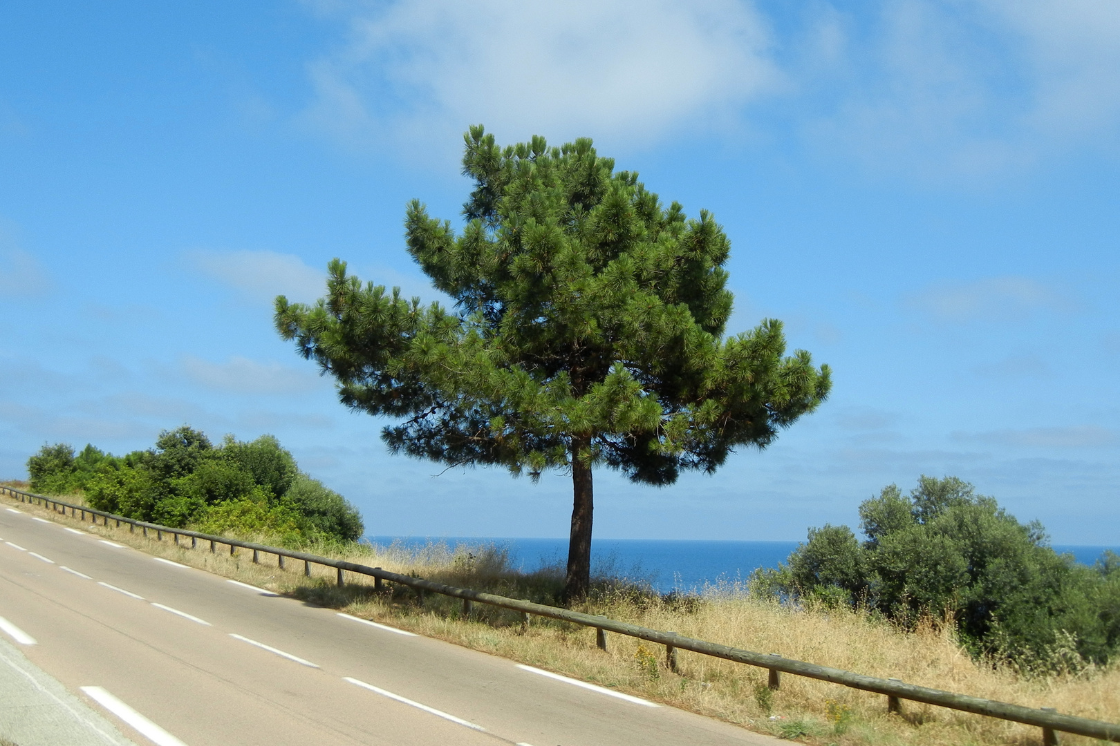 The Corsican Tree