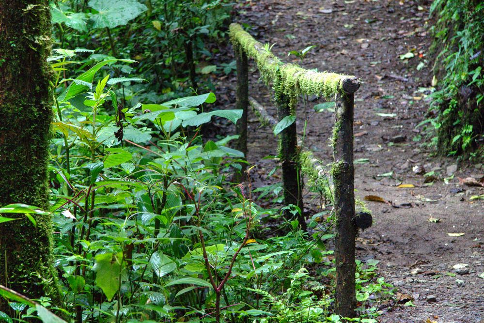 The Costa Rican Rainforest