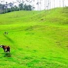 The cow and the hikers