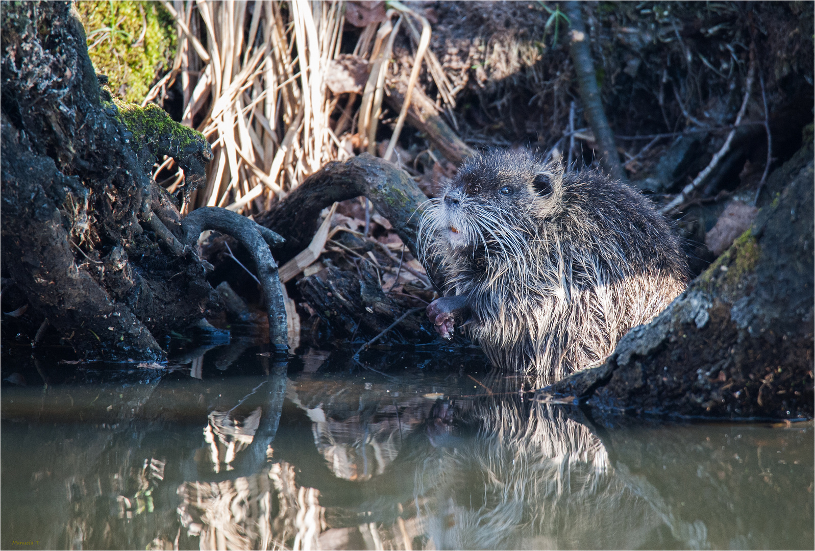 The coypu...