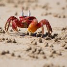 The Crab