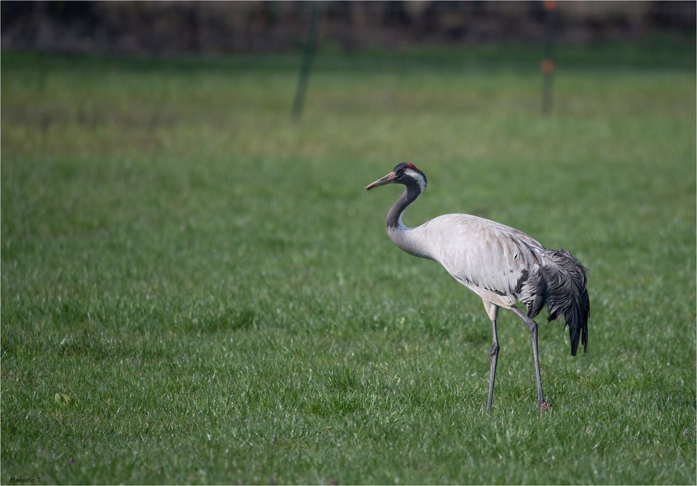 The crane is attentively on the move..