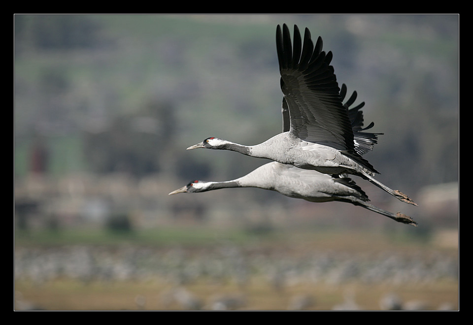 The Cranes