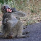 the crazy baboon