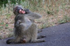 the crazy baboon