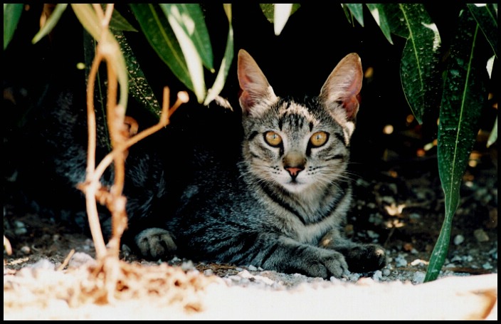 The Cretan cat!