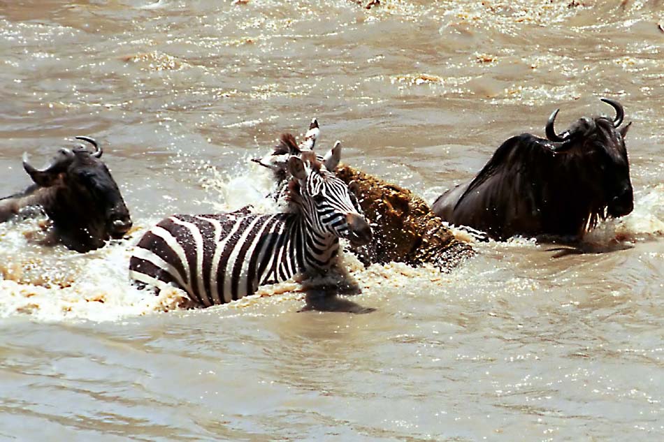 "The Croc Files", oder wieviele Zebras erreichen das andere Ufer?