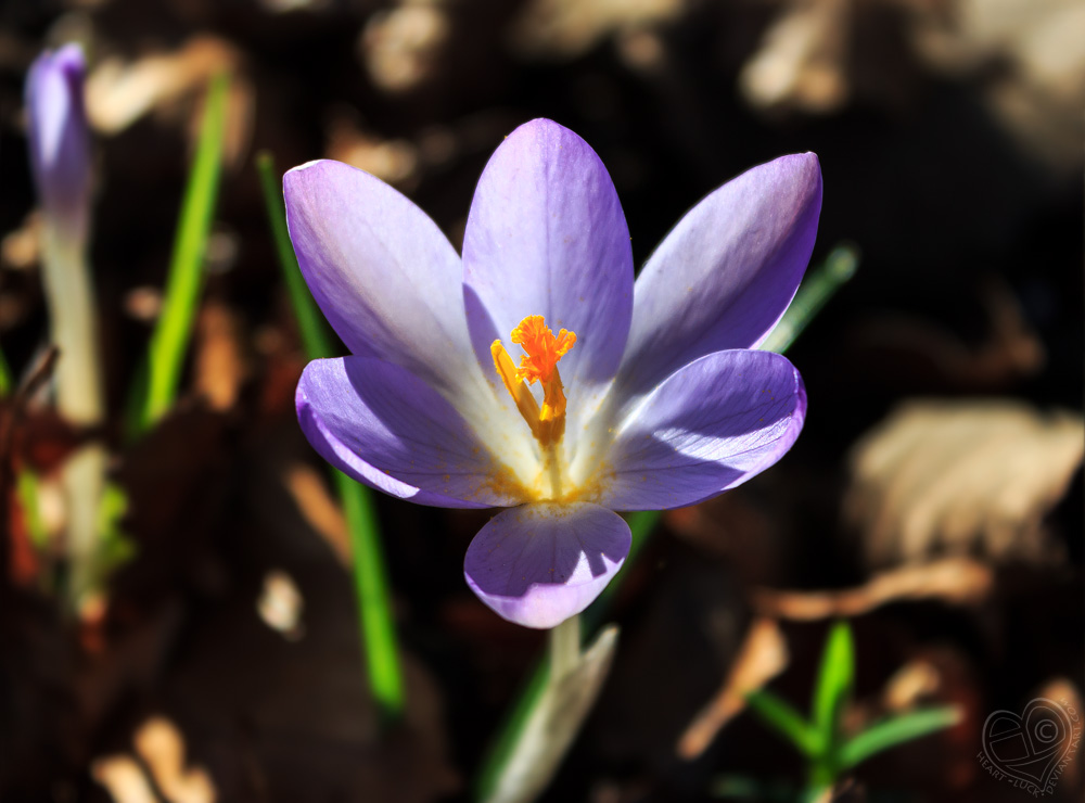 The Crocus