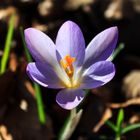 The Crocus