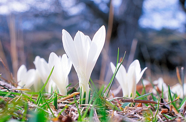 the crocus army