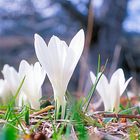 the crocus army