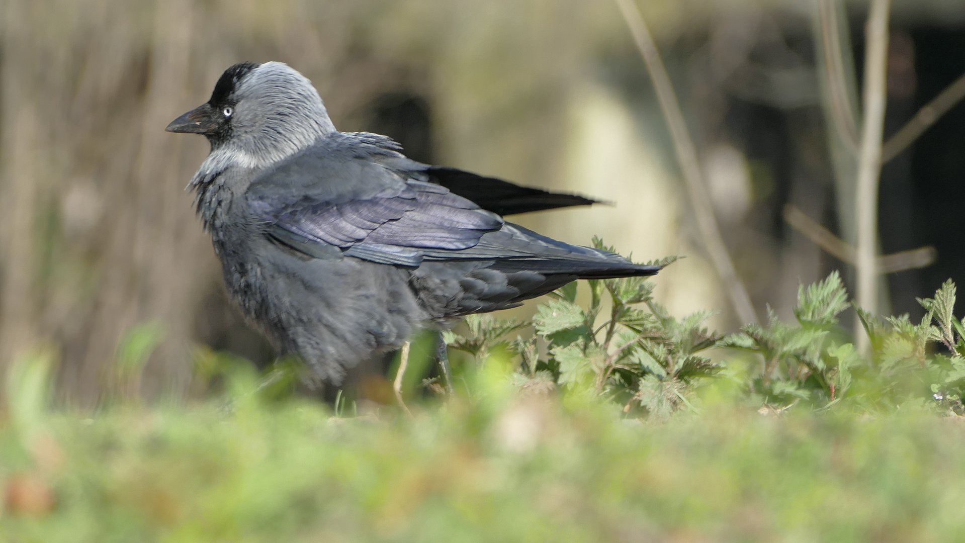 The Crow