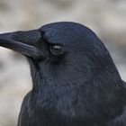 The Crow (2)