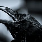 the crow