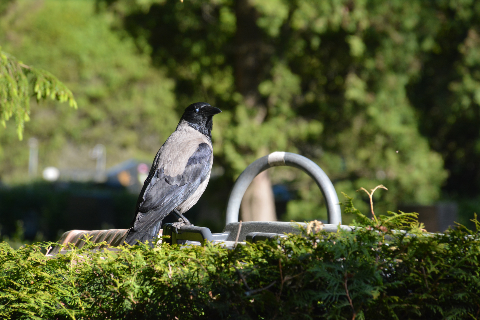 The crow