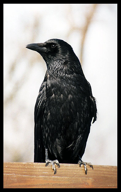 The Crow