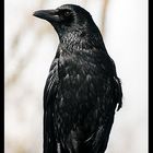 The Crow