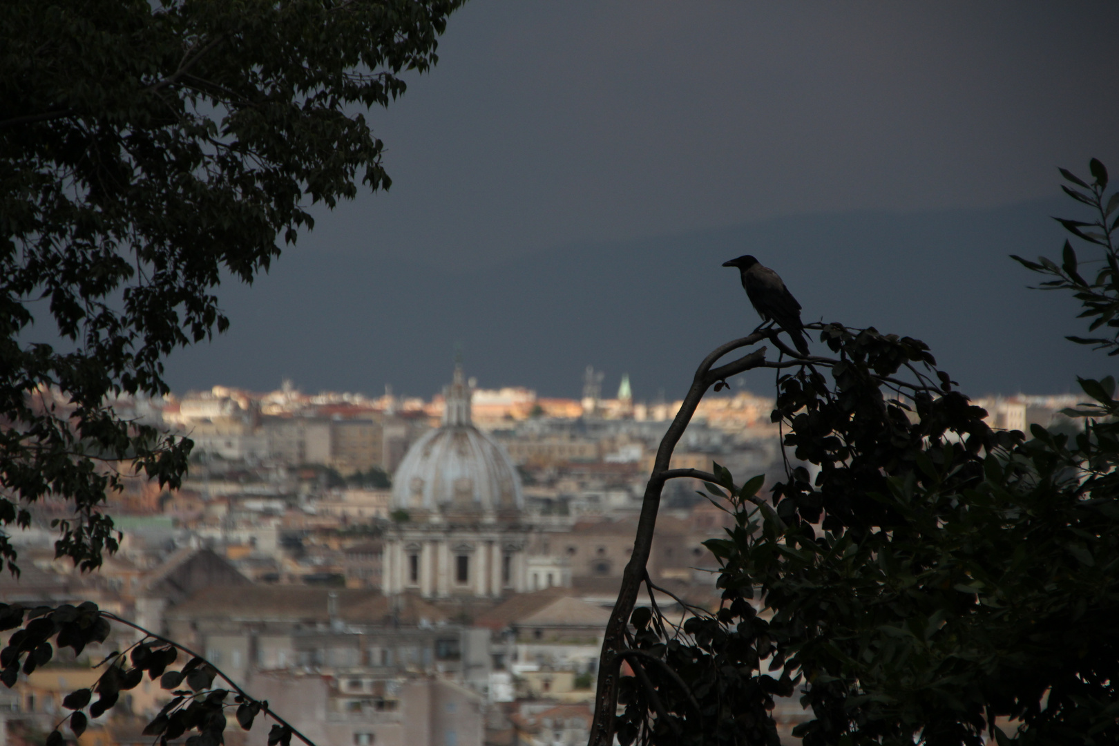 The Crow