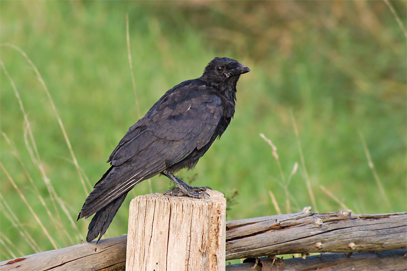 The Crow