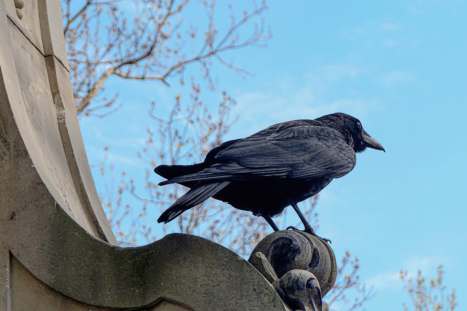 The Crow