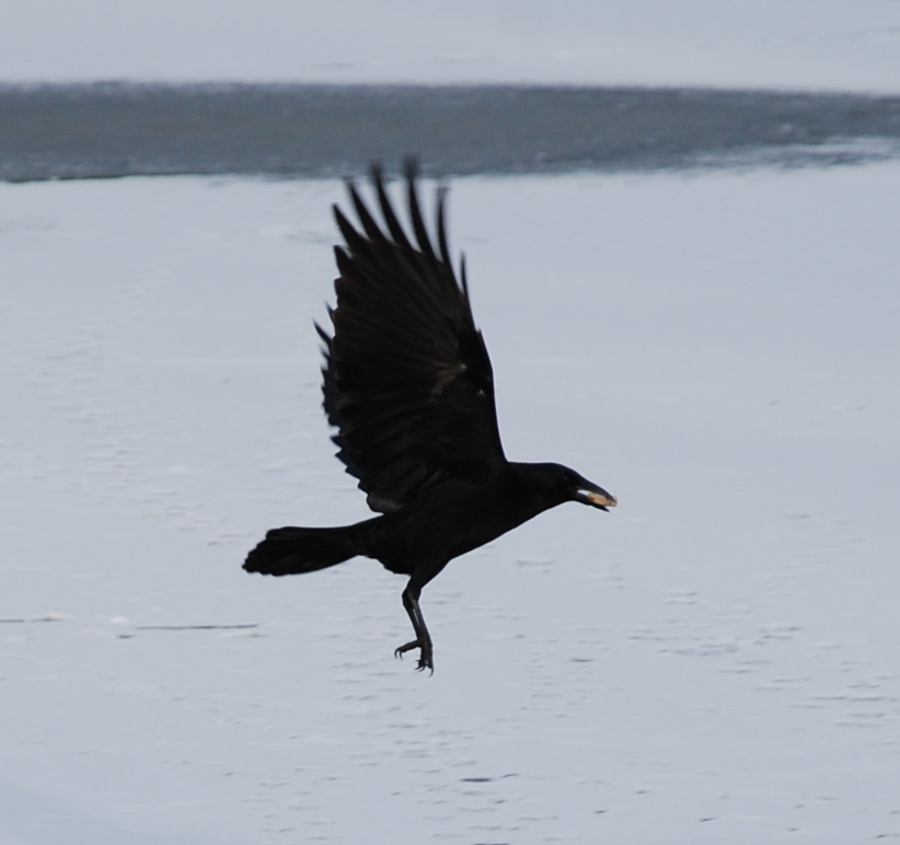 The crow