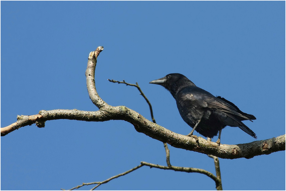 the Crow