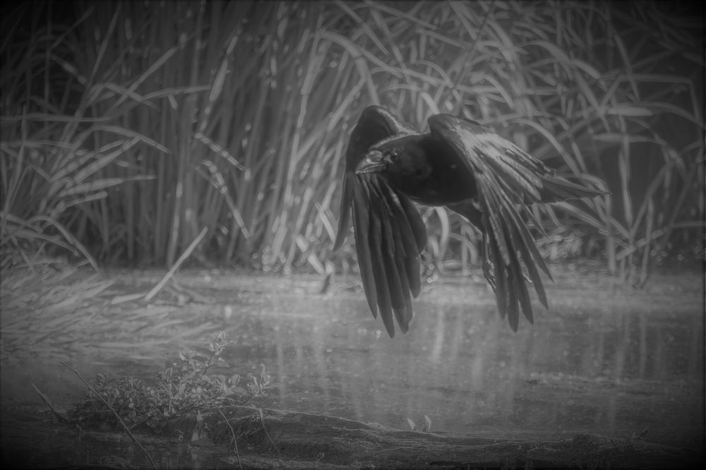 The Crow Foto & Bild tiere, wildlife, wild lebende vögel Bilder auf