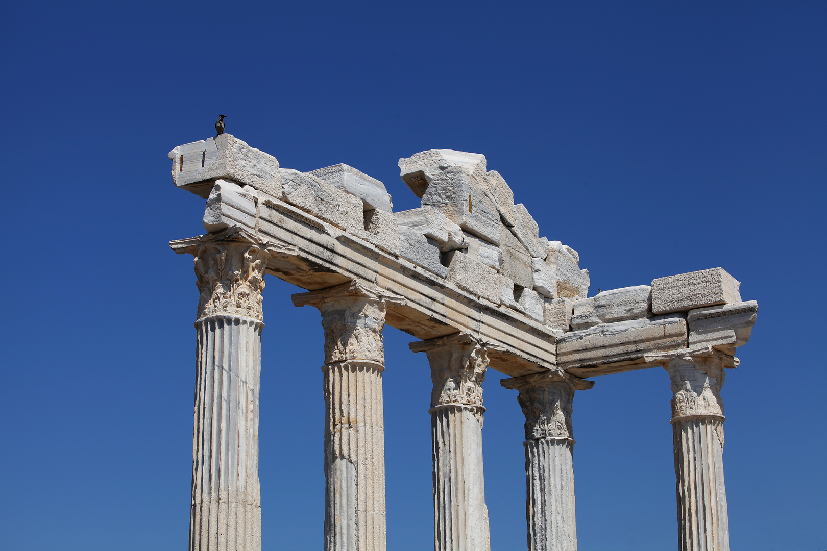 The Crow at the Apollon Temple