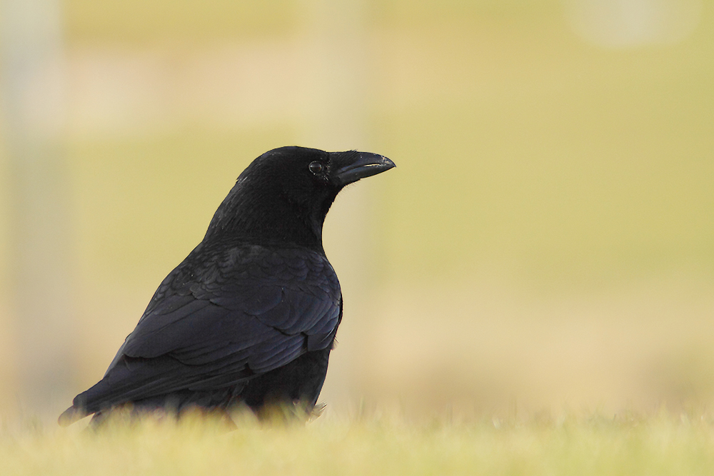 The Crow