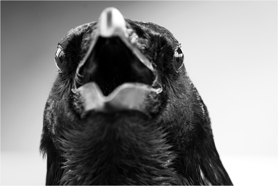 ~ the crow ~