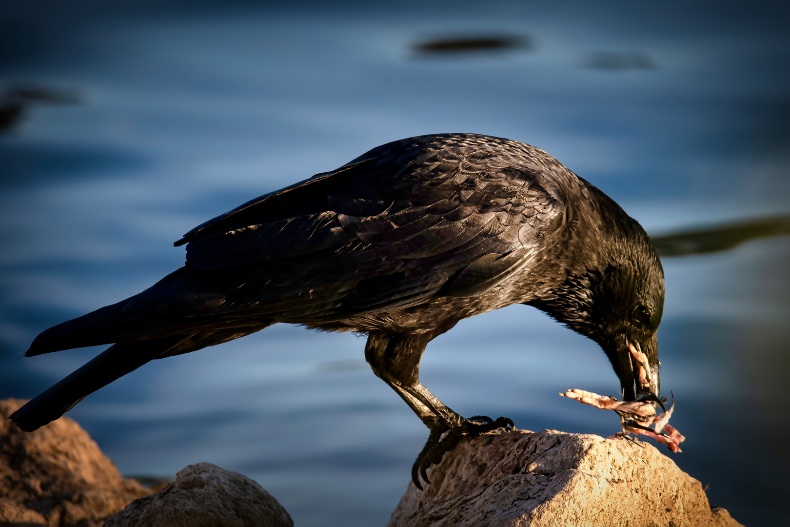 The Crow . . .