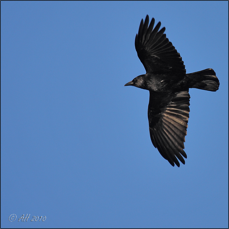 The Crow - die Krähe