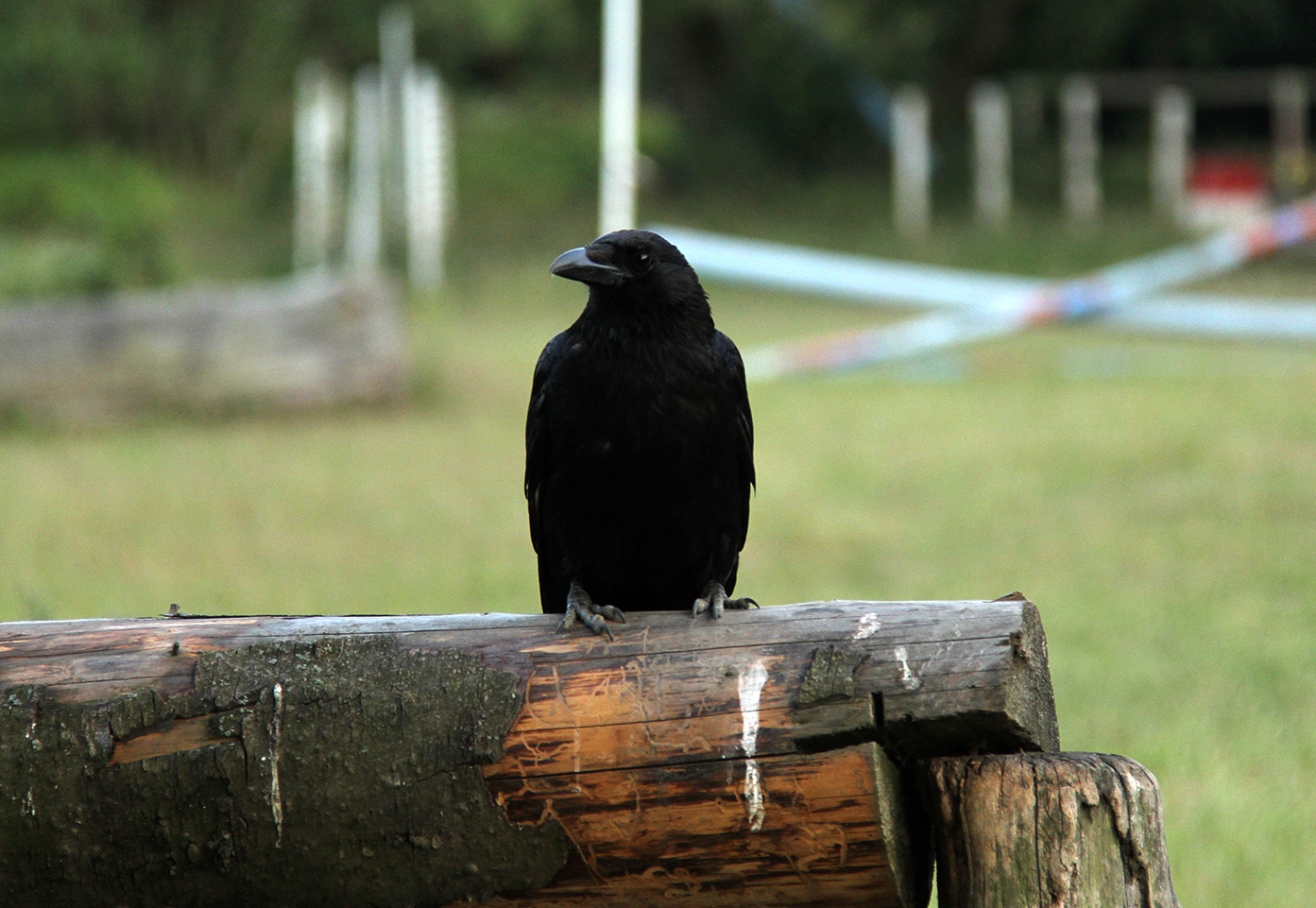 The Crow