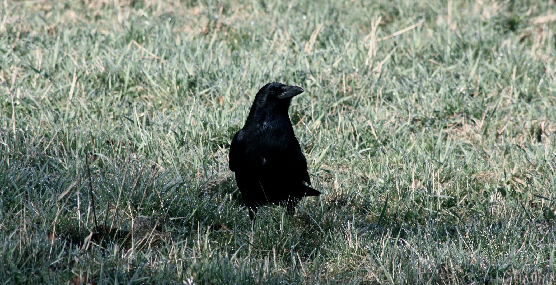 the crow