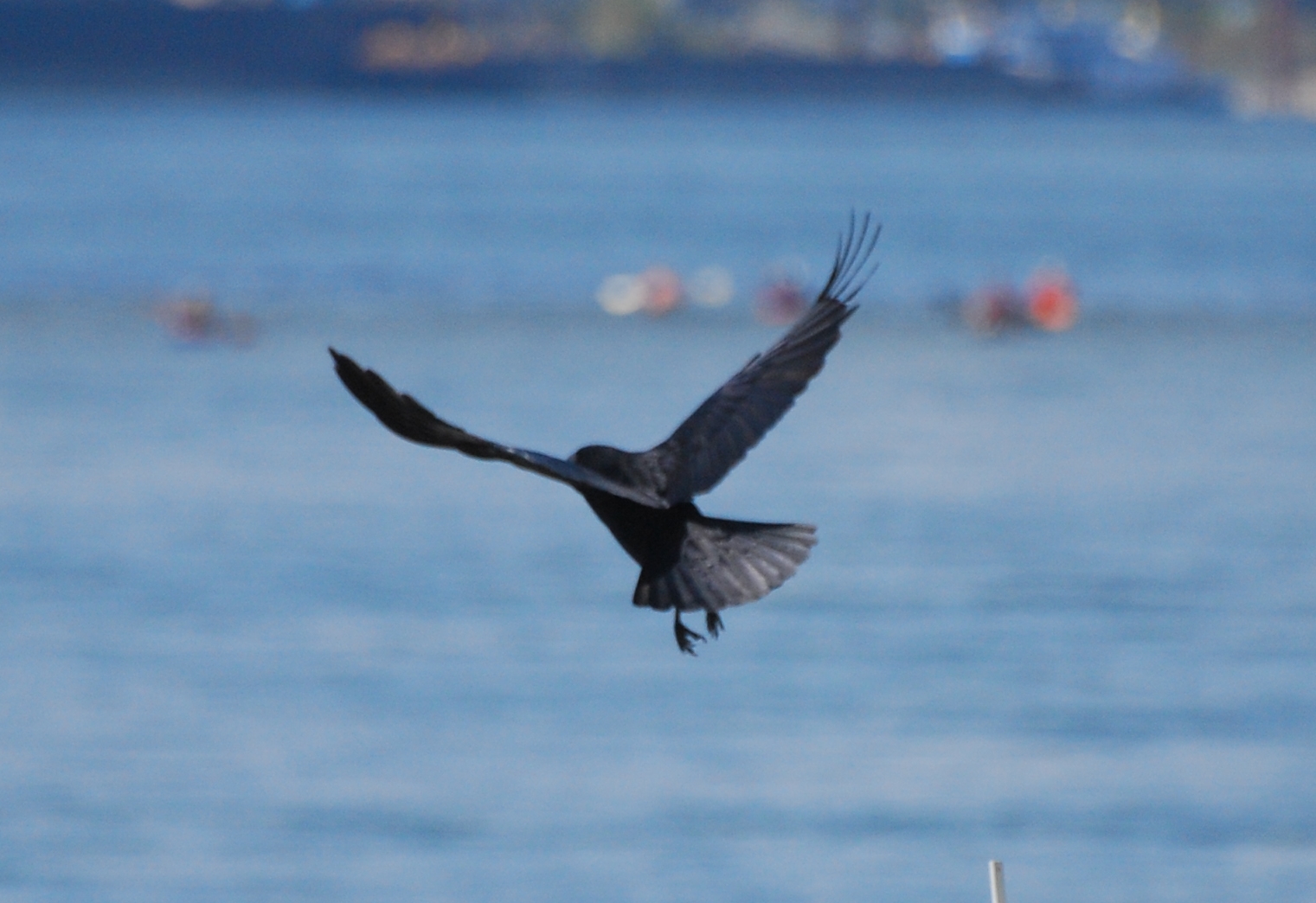 The Crow