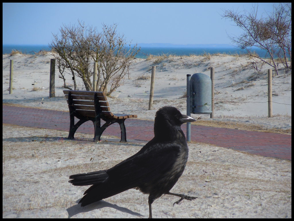 The Crow