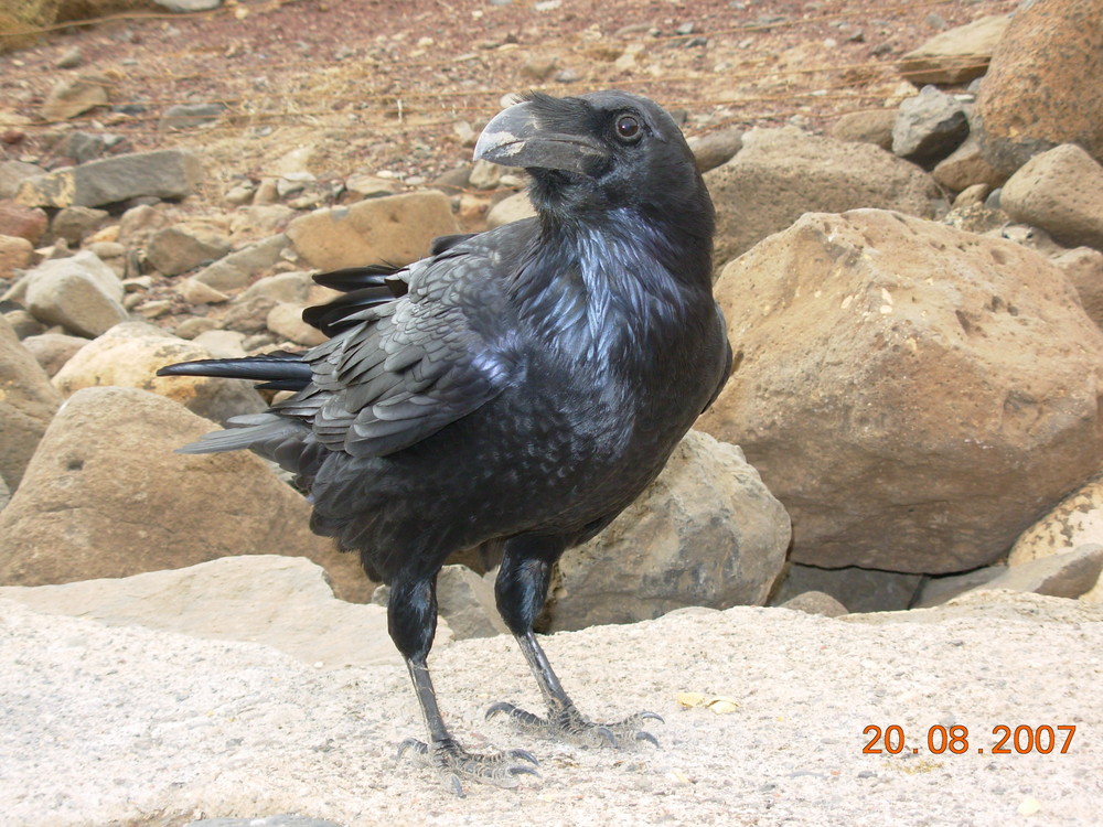 The Crow from Fuerteventura