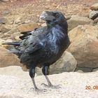 The Crow from Fuerteventura