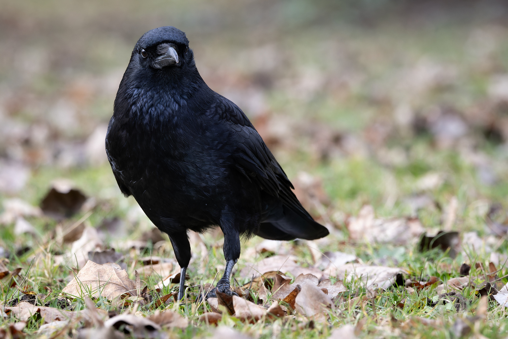 The Crow I