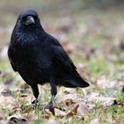 The Crow I