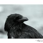 The Crow :O)