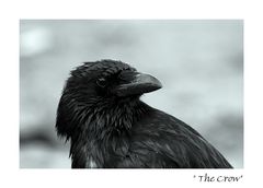 The Crow :O)