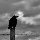 The Crow - The Guardian of the Stones