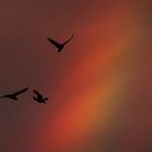 the crows and the rainbow