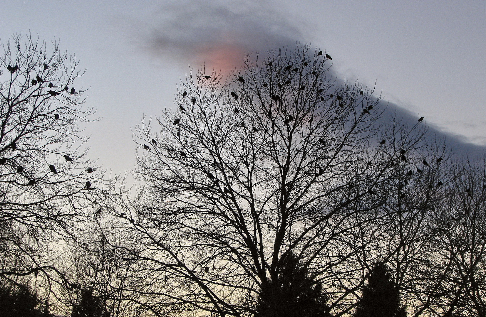 The Crows at Trout Lake (2)